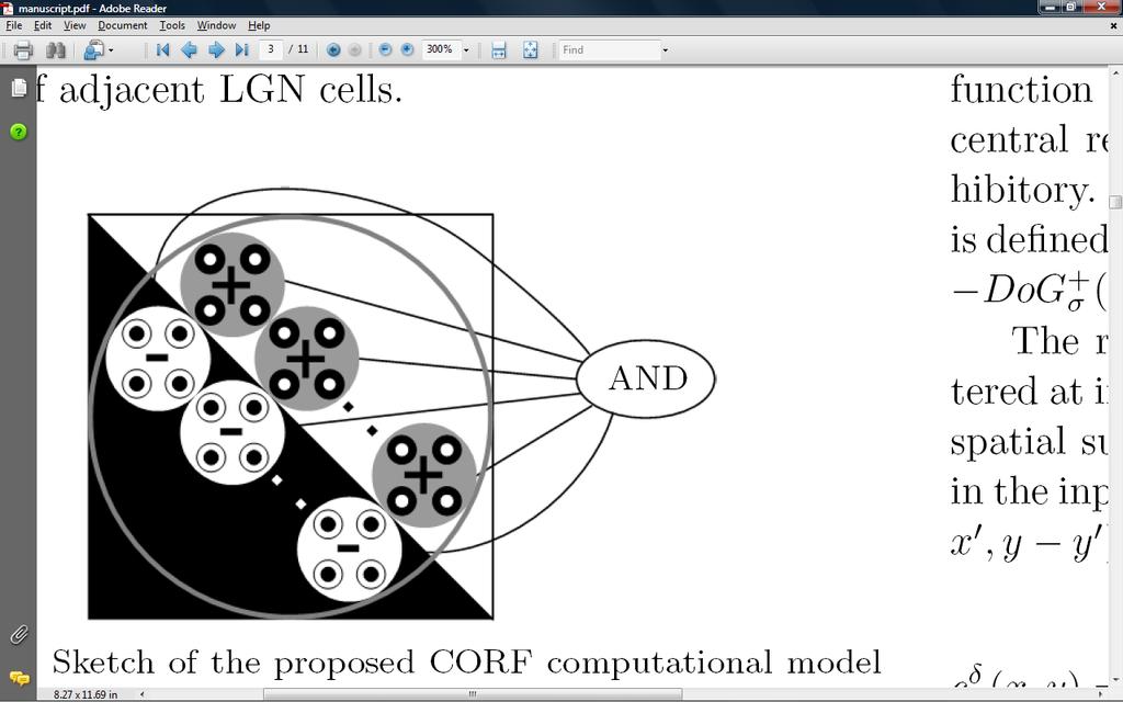 V1 simple cell modeled by CORF: Combination Of LGN Receptive Fields A CORF model is