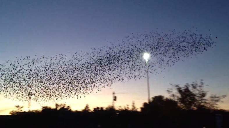 Swarms in nature
