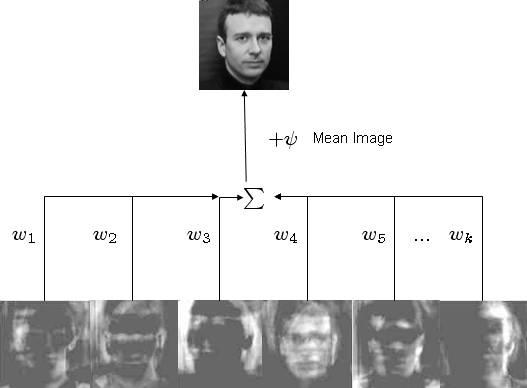 Representing individual faces Each face image F(x,y) can be expressed as a weighted