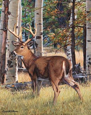 Fall Whitetail PGC in sizes 0x8