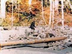 footage. He moved up to the log seen at about the time the bigfoot got to the second tree seen directly ahead. After this point, all the images are partially blocked by the trees.