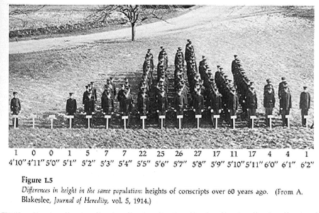 Eample 2: In this "living" histogram of 175 cadets from the Connecticut Agricultural College, ROTC, we can see an approimation to the normal curve. Below is a histogram constructed from this model.