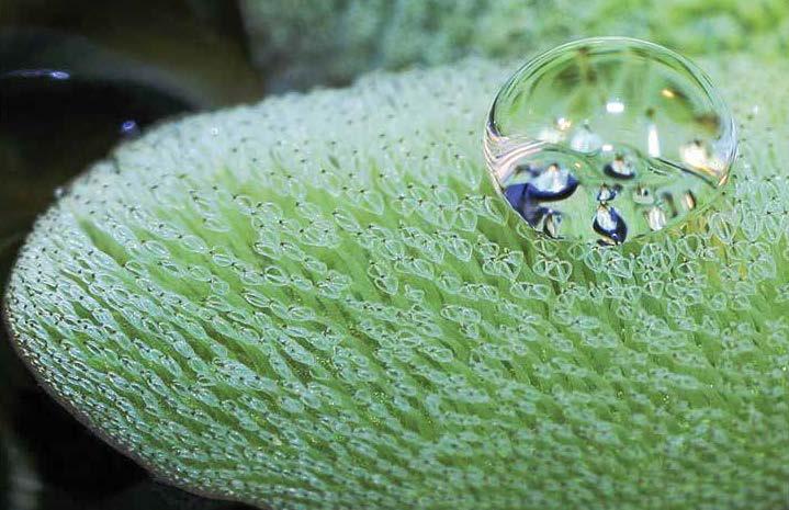 Superhydrophobic coatings show great promise for underwater applications.