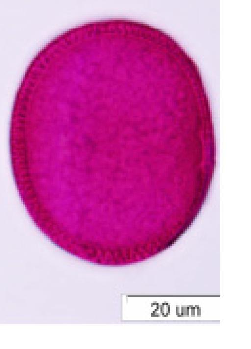 Images of clover pollen grain Fig.