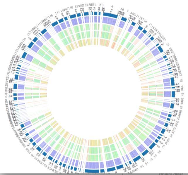 36. This will open up the visualization of the comparison results in Circos. The 1592857 genome is in a lot of contigs, and that is why you are seeing the fractured image.