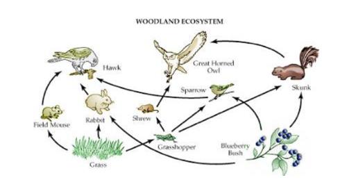 ECOSYSTEMS Networks of systems with complex dependencies Each system may have a separate organization / individual responsible for its creation and maintenance Key characteristic: no single point of