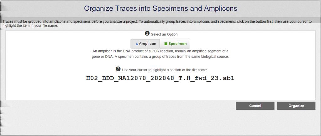 In the Un Grouped Traces pane, click Organize. 3. Group by amplicon and specimen: a.