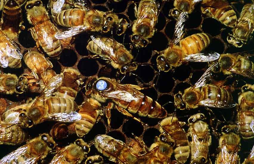 (a) (b) Figure 6.2: (a) A scene of honey bee hive : a queen bee is color-marked in the middle, surrounded by drones and worker bees.