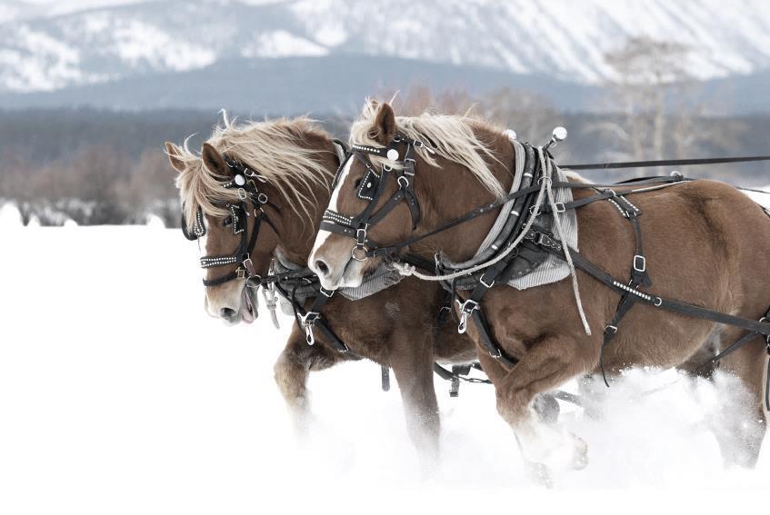 THE ASSESSMENT A TWO-HORSE SLED DESIGN AND