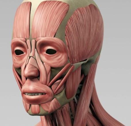 Other 3D Animation Techniques Anatomy-based animation simulate the