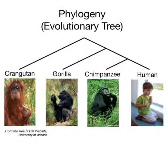 Phylogeny Molloy (PI: