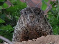 Regular Expressions: More Disjunction Woodchucks is another name for groundhog!