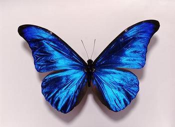 Case Study -Mariposa Mariposa, (butterfly in Spanish) Discovered in December 2008 12.