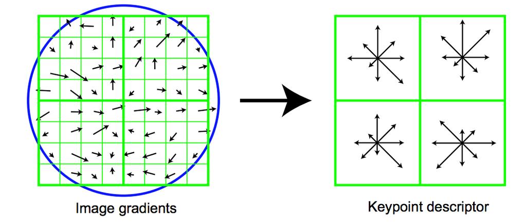 The SIFT descriptor Compute edge magnitudes + orientations Quantize orientations (invariance to def) Divide into spatial cells