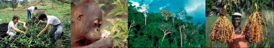 Supports government-led/jurisdictional REDD+ programs (not site-based projects) A safeguard mechanism comprising: REDD+ SES content: principles, criteria and indicators REDD+ SES process: ten-step