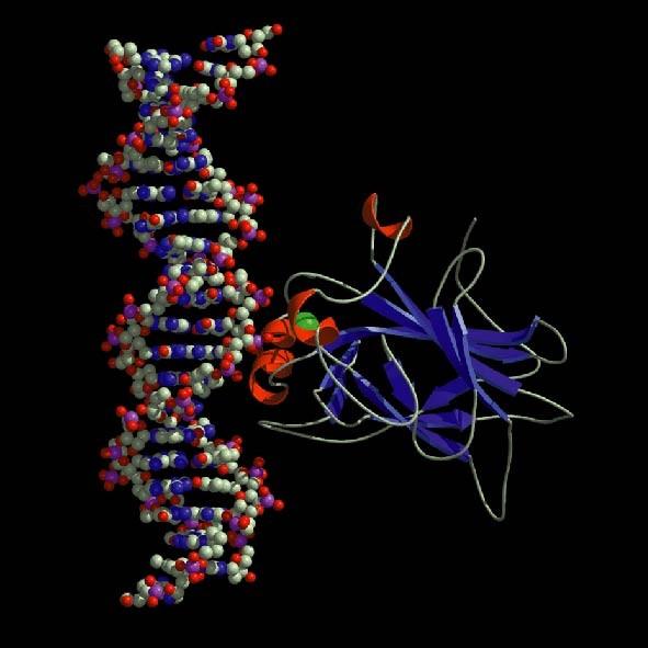 Transcription factors Bind to specific DNA sites: Transcription