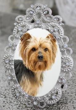 2. Open the dog grooming image. Take a look at the pixel size of the picture frame; compare to the size of the dog grooming image.