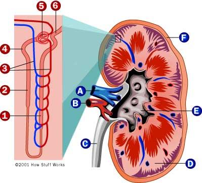Kidney Example Figure: Human