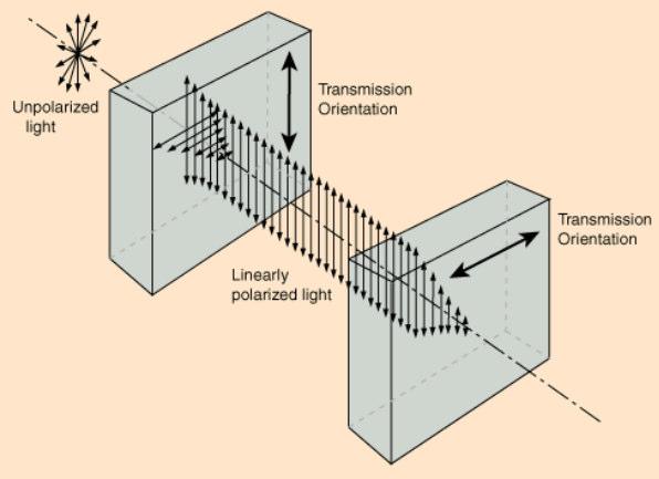 Crossed Polarizing Sheets for Analysis A polarizing sheet transmits light polarized parallel to the optic axis. The first sheet prepares the polarization in the vertical direction.