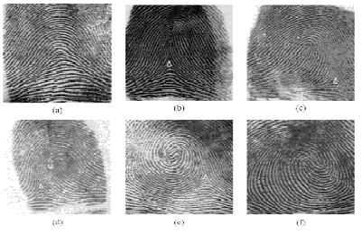 fingerprint pattern can be categorized according to their minutia points such as ridge ending, bifurcation, core, delta, cross over and island that are depicted in [Figure 1].
