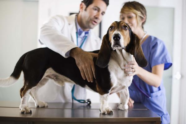Veterinarian Consultation Ideal location for external sensors Canine temperature can vary wildly Typical fever for a dog begins at 103.