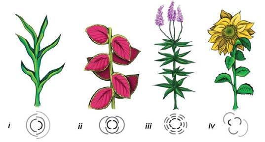 Figure 1. Phyllotaxis: Illustration of four basic types of leaf arrangements in plants. Phyllotactic spirals form a distinctive class in nature. They can be found in many varieties of plants. 1.2 Scope This project is focusing on type iv of leaf arrangement in Figure 1.