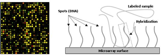 After exciting the hybridized microarray with a laser, the amount of fluorescence emitted from each spot indicates the amount of the attached cdna molecules on it.