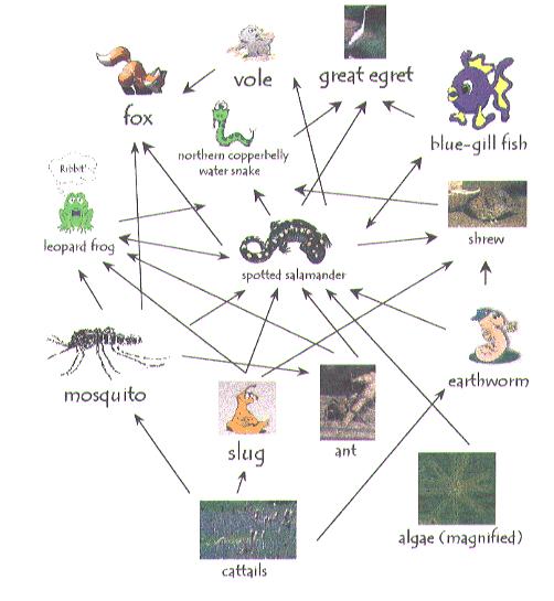 Ecological Food Web Food web graph. Node = species. Edge = from prey to predator.