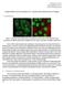Segmentation and descriptors for cellular immunofluoresence images