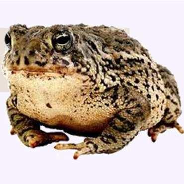 Toad s Take-Home Messages OOP code is organized code around kinds of things Objects correspond to things/concepts of interest Objects embody: State held in fields, which hold or reference data