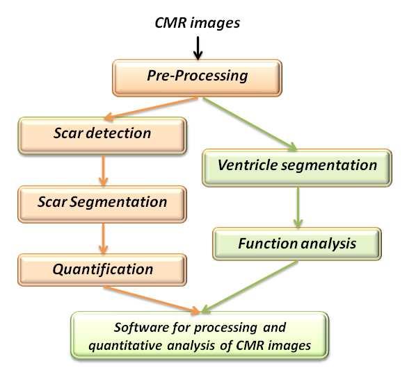 2 Materials and methods The CMR images used in this work was collected in a clinical environment. The dataset consists of CMR images of more than sixty patients.