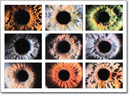 6 Figure 2.1: Example of iris pattern As a vital and different trademark for status, the iris has numerous focal points, for example, uniqueness, steadiness, and many more.