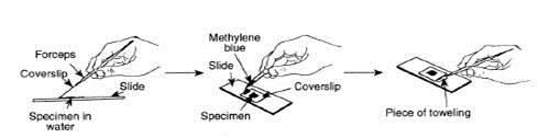 How to Stain a Slide 1. Place one drop of stain (iodine, methylene blue..there are many kinds) on the edge of the coverslip. 2.