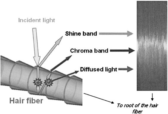 sample. Figure 2. Interactions of light with hair fi bers.