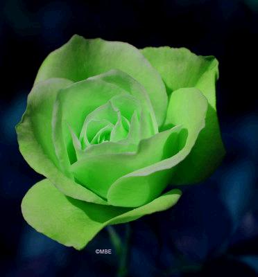 Programming in C Initialize structure variables: struct article {char name[15]; char color[14]; double price;}; struct article flower= { rose, green, 2.