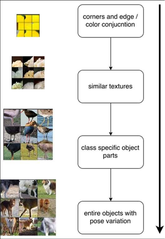different layer provide us with different levels of information. increasing locality of perceptual field Different level of generality detailed visualization can be found on https://arxiv.
