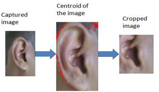Thus, prior to performing segmentation and feature extraction it is necessary to localize only that portion of the image that contains antihelixes, crus of helix, concha and tragus of the ear as