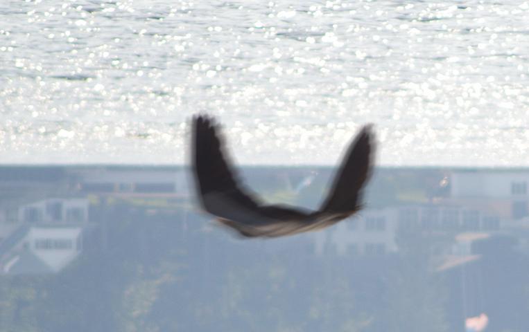 (e) (f) (d) (g) (h) Figure 9. Example of object motion blur. Input image containing a blurred flying bird. The strokes to indicate foreground and background. The computed alpha matte.