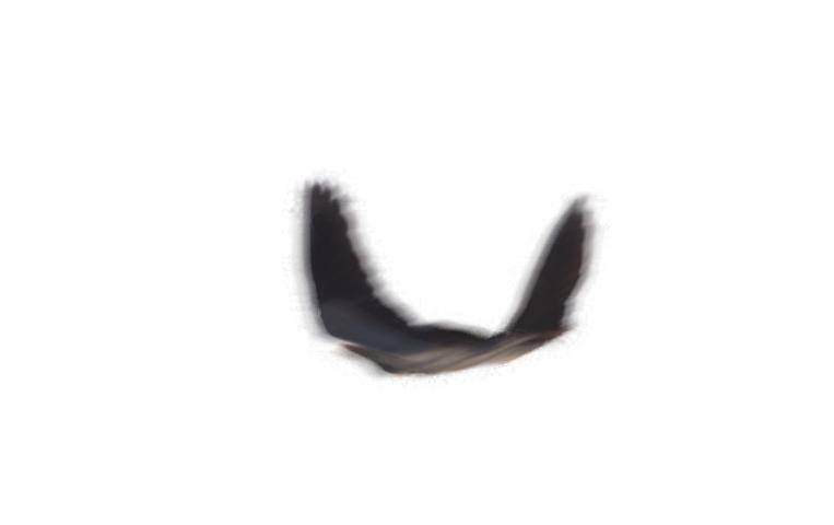 (h) The deblurred bird using deconvblind( ) in Matlab. Figure 10. Example of camera motion blur. The input blurred image.