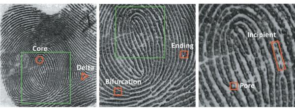 How the fingerprint is recognized and stored in the database: During the enrollment phase, the sensor scans the user s fingerprint and converts it into a digital image.