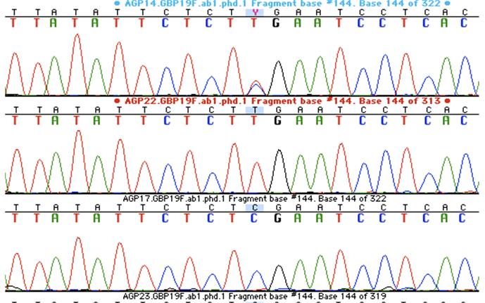 SNP in Genomic Sequences 15/25 Network