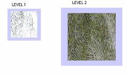 Shows the results obtained by decomposing the fingerprint image and energy of each sub band is indicated. Fig 7.Packet wavelet reconstruction Fig 8.Pyramidal wavelet decomposition Fig 5.