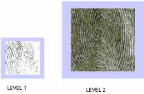 8 show the two level decomposition of a fingerprint image by using packet wavelet and pyramidal wavelet representation respectively. Fig.