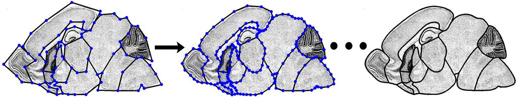 Figure 5: Subdivision of a curve network partitioning a mouse brain into anatomical regions. Initial curve network (left). Subdivided once (middle). Final, smooth curve network (right).