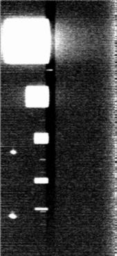 Also a dark vertical stripe is seen in the experimental image, which arises from a misalignment of test specimen and supporting segment.