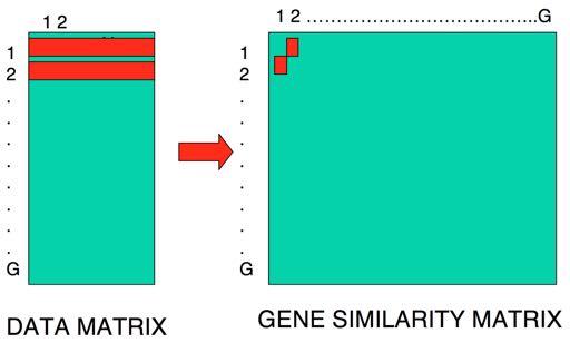 Similarity measures Distances between gene expression profiles Pearson correlation coefficient [ 1, 1] Vectors are normalized to the