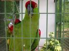 First a query image of parrot is