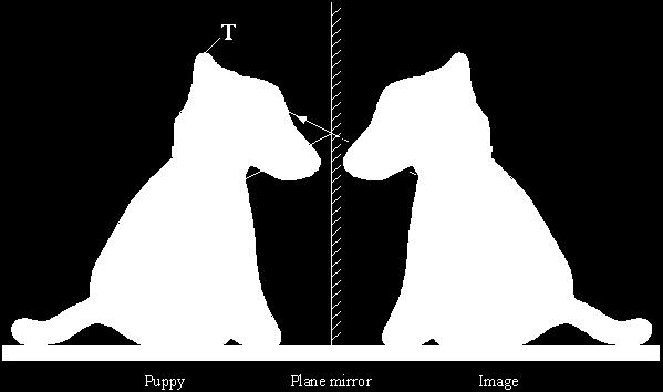 8 A puppy can see an image of himself in a plane mirror.