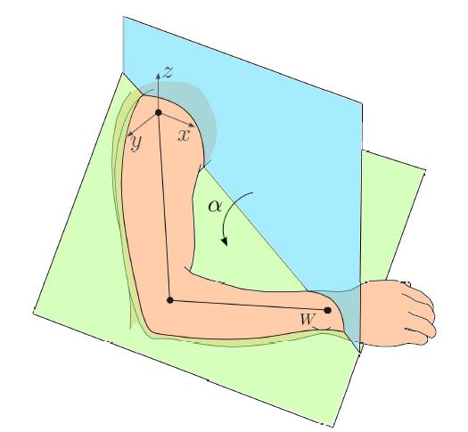 Redundancy of the human arm The human arm is a 7 d.o.f. system (if we do not consider the degrees of freedom of the fingers).