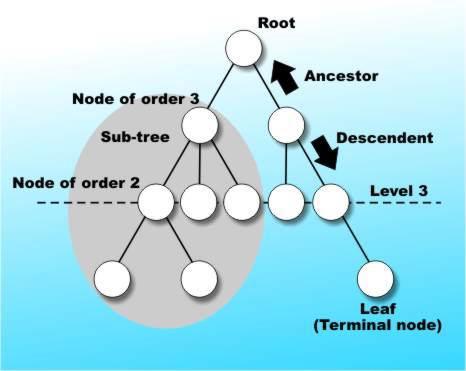 INTRODUCTION: The tree is one of the most powerful of the advanced data structures and it often pops up in even more advanced subjects such as AI and compiler design.